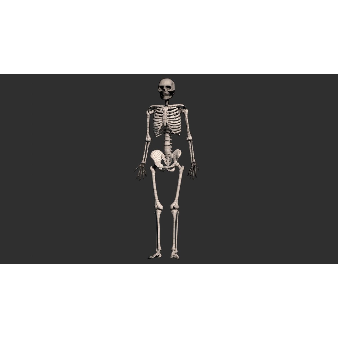 Human Male Skeleton 3D Model – Low Poly Anatomical Asset, FBX/OBJ
