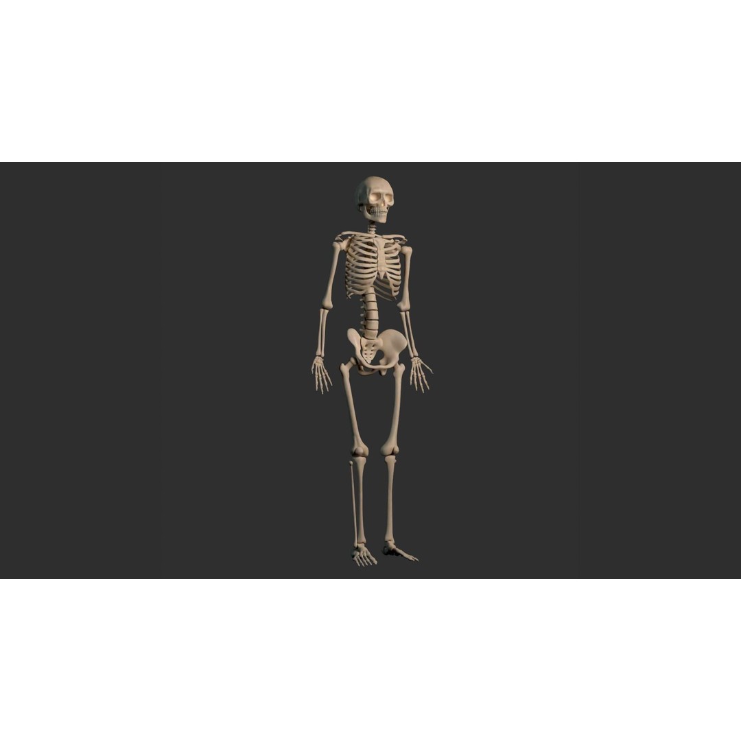 Human Male Skeleton 3D Model – Low Poly Anatomical Asset, FBX/OBJ - View 10