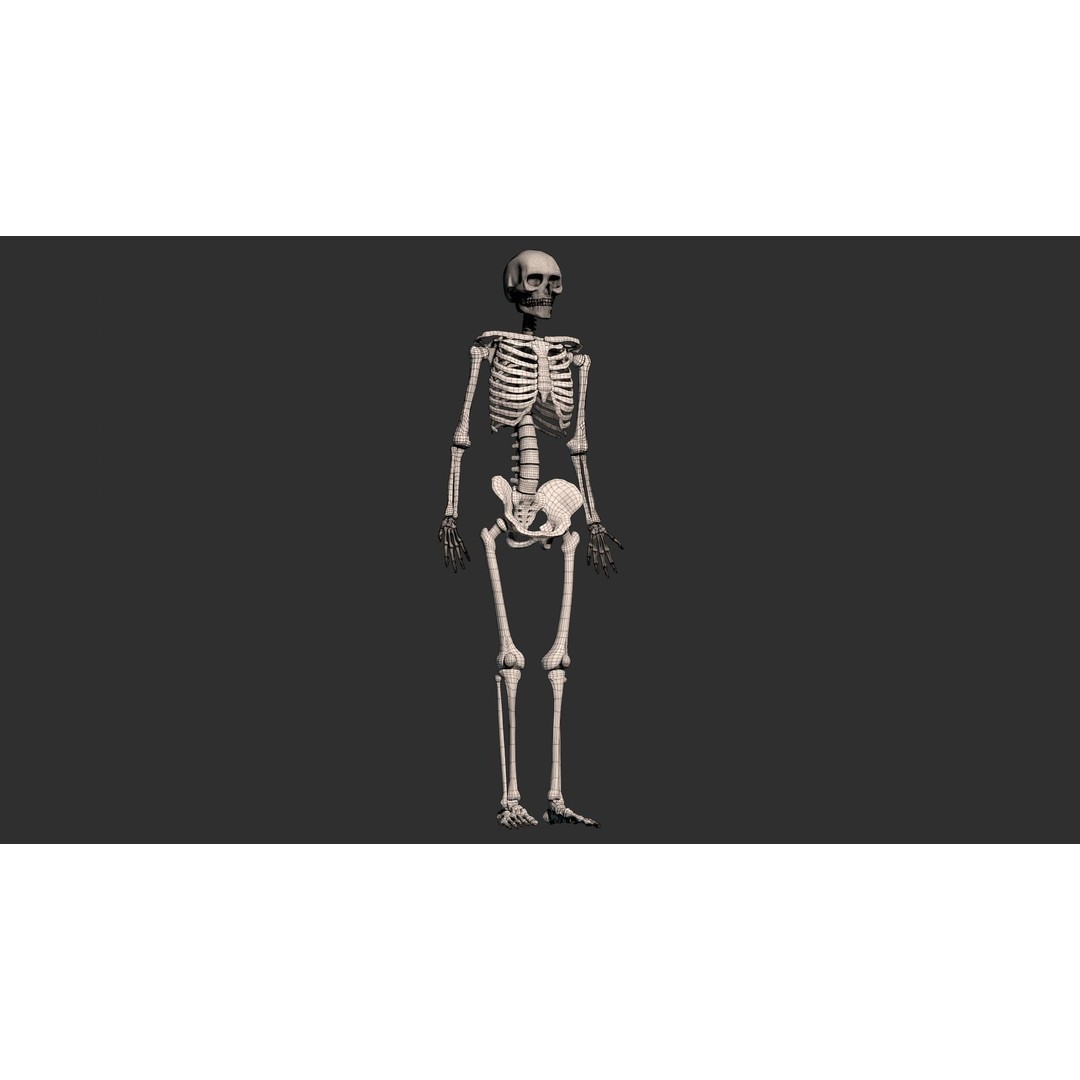 Human Male Skeleton 3D Model – Low Poly Anatomical Asset, FBX/OBJ - View 11