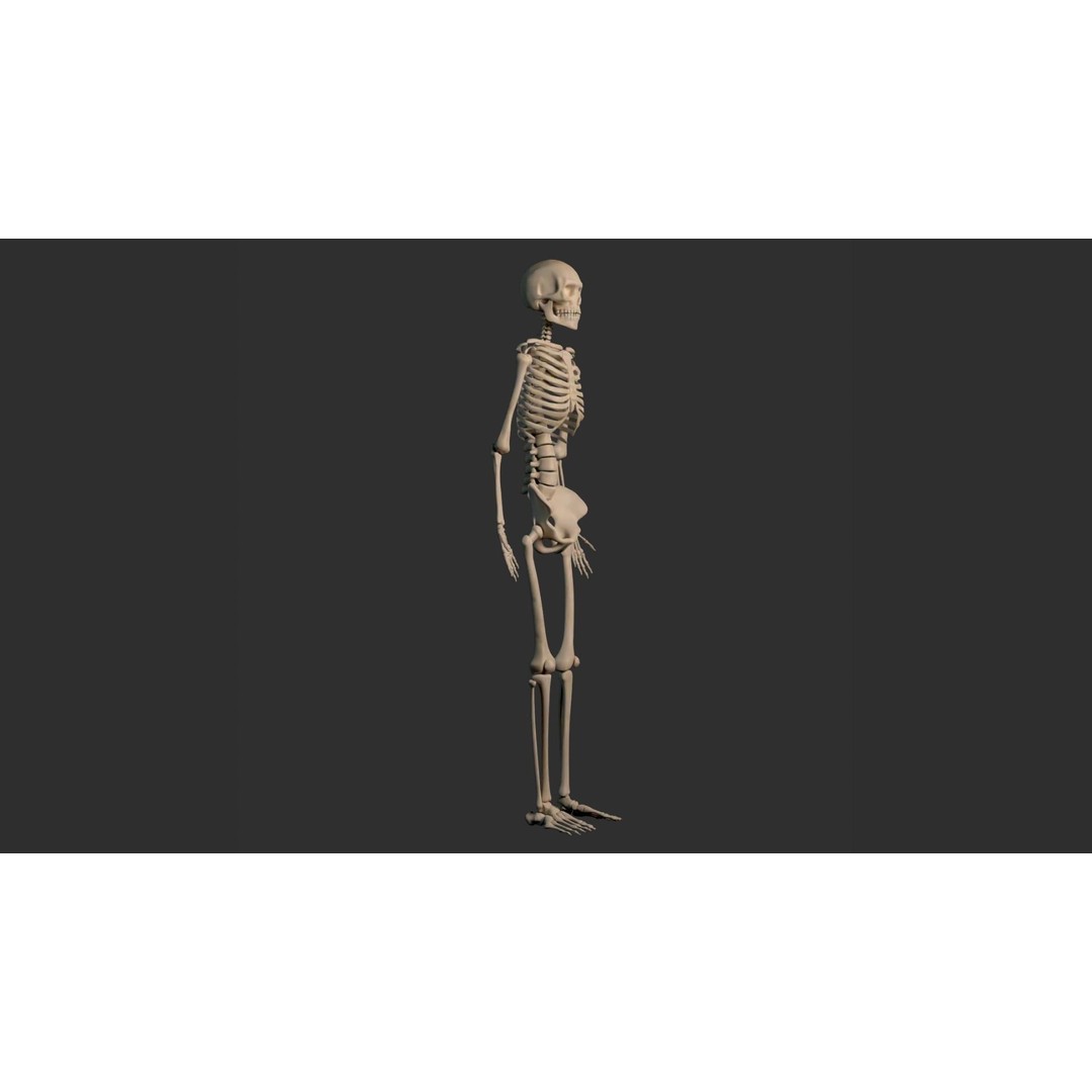 Human Male Skeleton 3D Model – Low Poly Anatomical Asset, FBX/OBJ - View 12