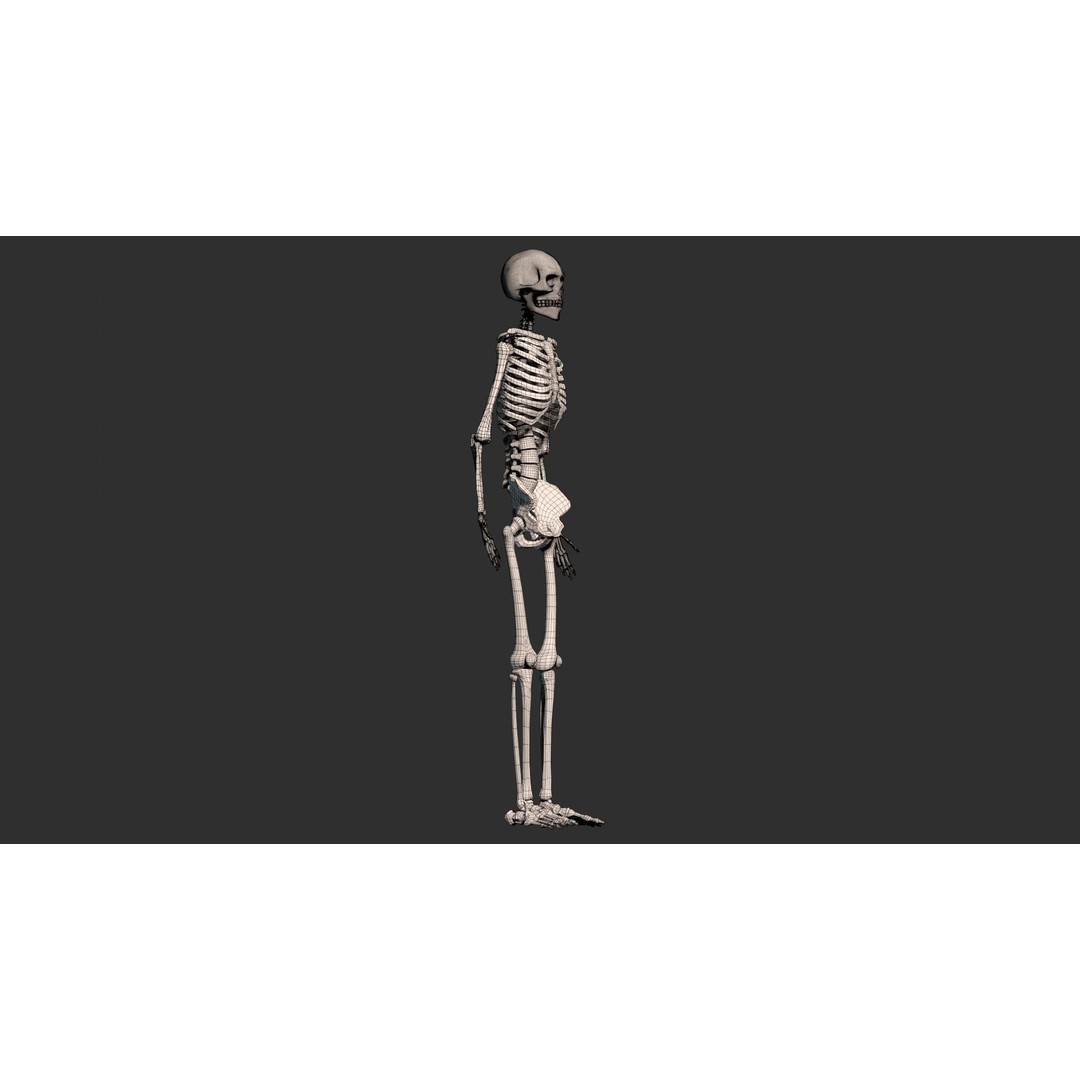 Human Male Skeleton 3D Model – Low Poly Anatomical Asset, FBX/OBJ - View 13