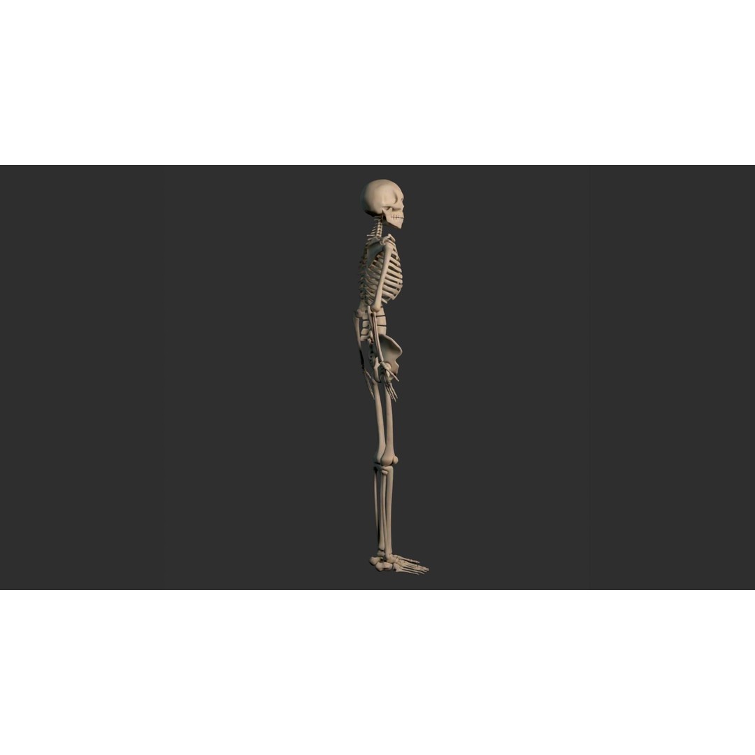 Human Male Skeleton 3D Model – Low Poly Anatomical Asset, FBX/OBJ - View 14