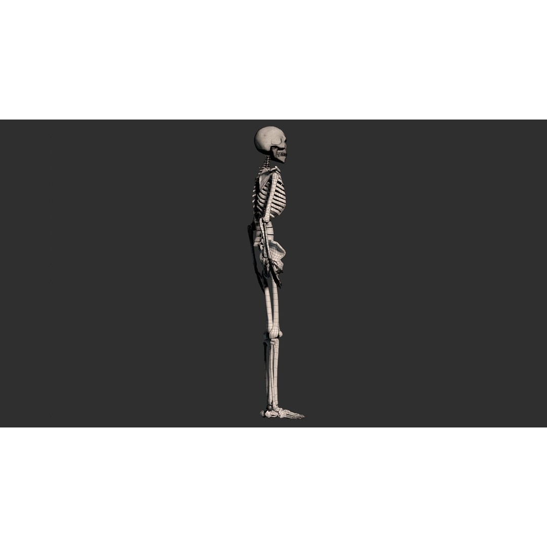 Human Male Skeleton 3D Model – Low Poly Anatomical Asset, FBX/OBJ - View 15