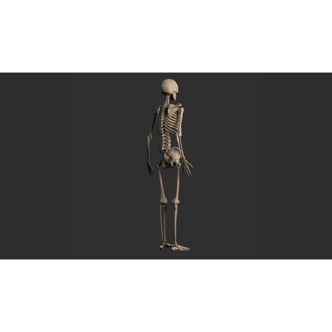 Human Male Skeleton 3D Model – Low Poly Anatomical Asset, FBX/OBJ - View 16