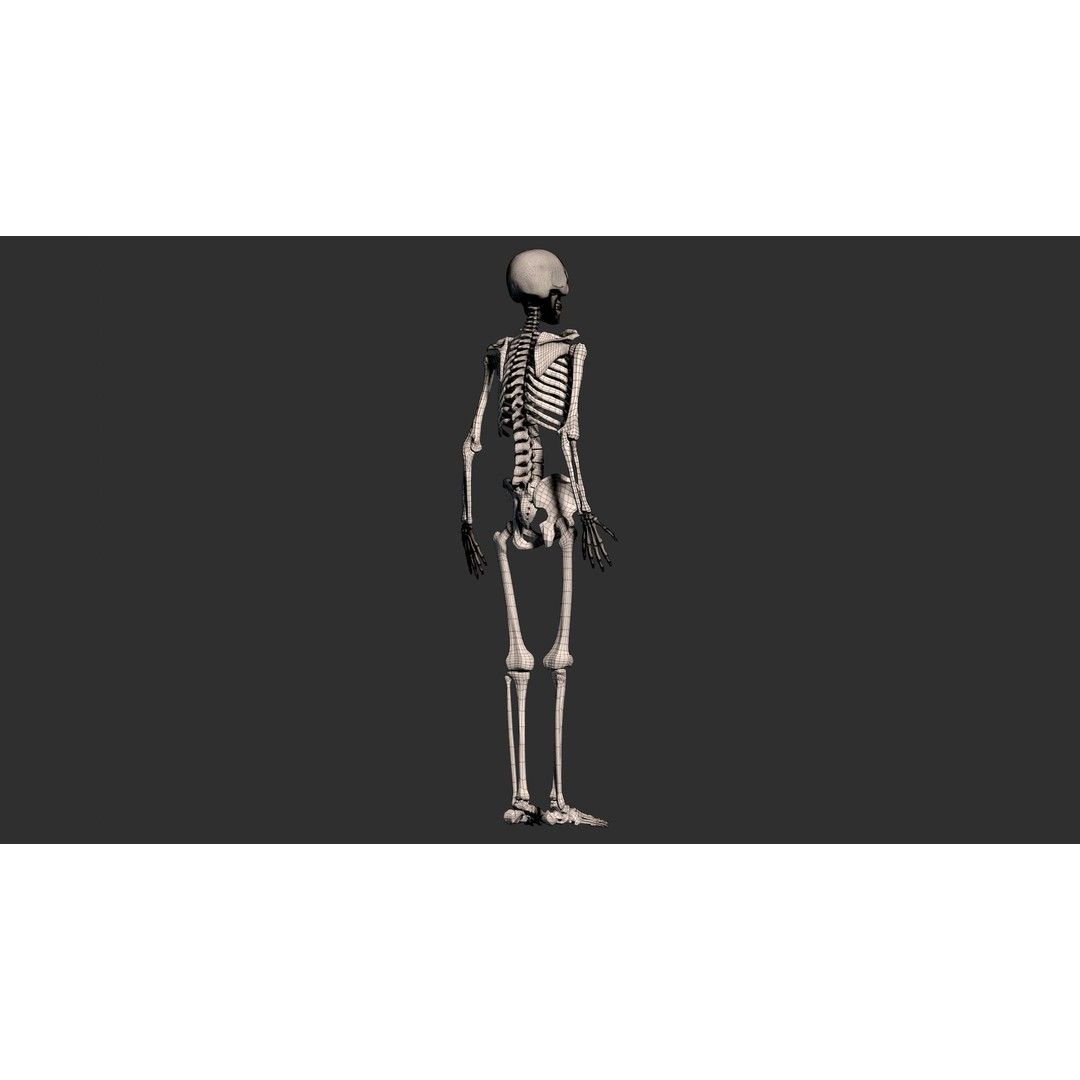 Human Male Skeleton 3D Model – Low Poly Anatomical Asset, FBX/OBJ - View 17