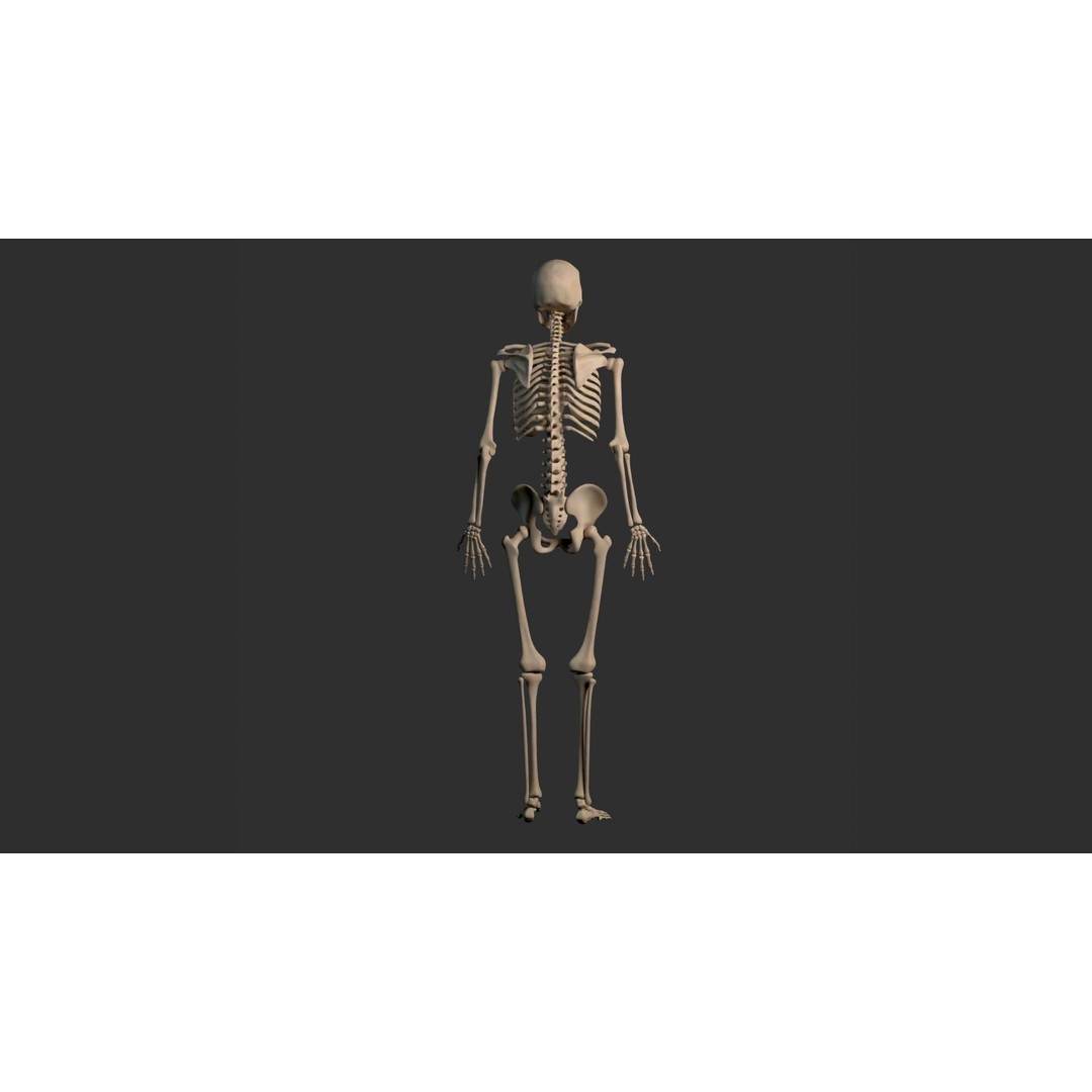 Human Male Skeleton 3D Model – Low Poly Anatomical Asset, FBX/OBJ - View 18