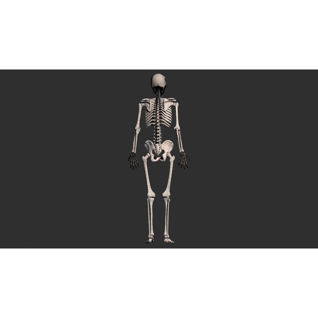 Human Male Skeleton 3D Model – Low Poly Anatomical Asset, FBX/OBJ - View 19