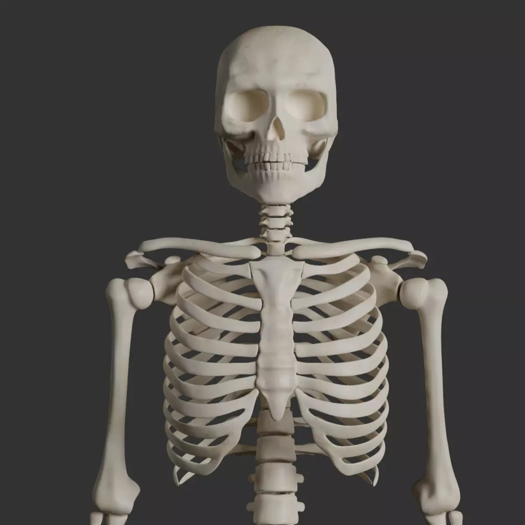 Human Male Skeleton 3D Model – Low Poly Anatomical Asset, FBX/OBJ - View 2
