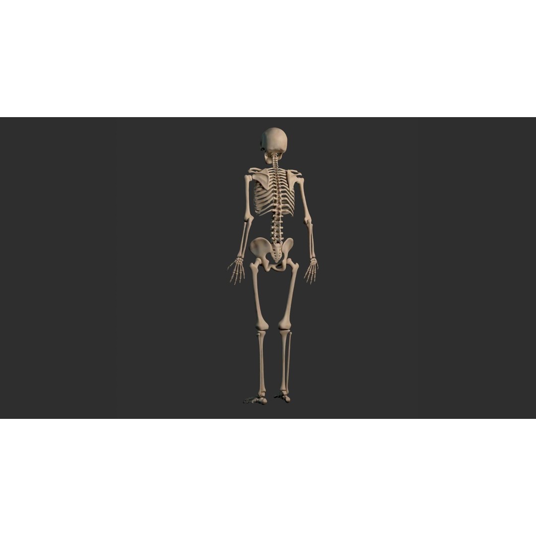 Human Male Skeleton 3D Model – Low Poly Anatomical Asset, FBX/OBJ - View 20