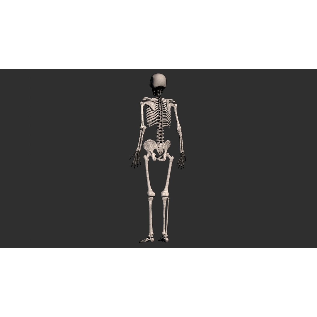 Human Male Skeleton 3D Model – Low Poly Anatomical Asset, FBX/OBJ - View 21