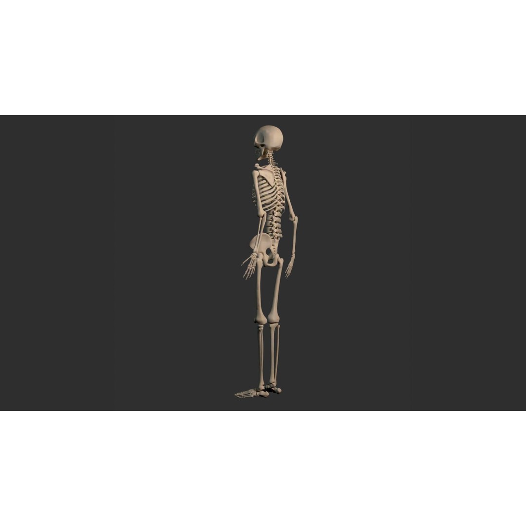 Human Male Skeleton 3D Model – Low Poly Anatomical Asset, FBX/OBJ - View 22