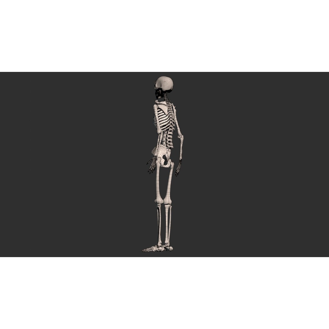 Human Male Skeleton 3D Model – Low Poly Anatomical Asset, FBX/OBJ - View 23