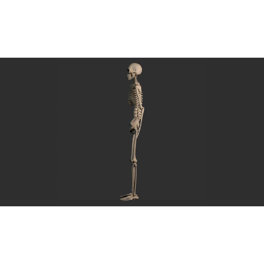 Human Male Skeleton 3D Model – Low Poly Anatomical Asset, FBX/OBJ - View 24