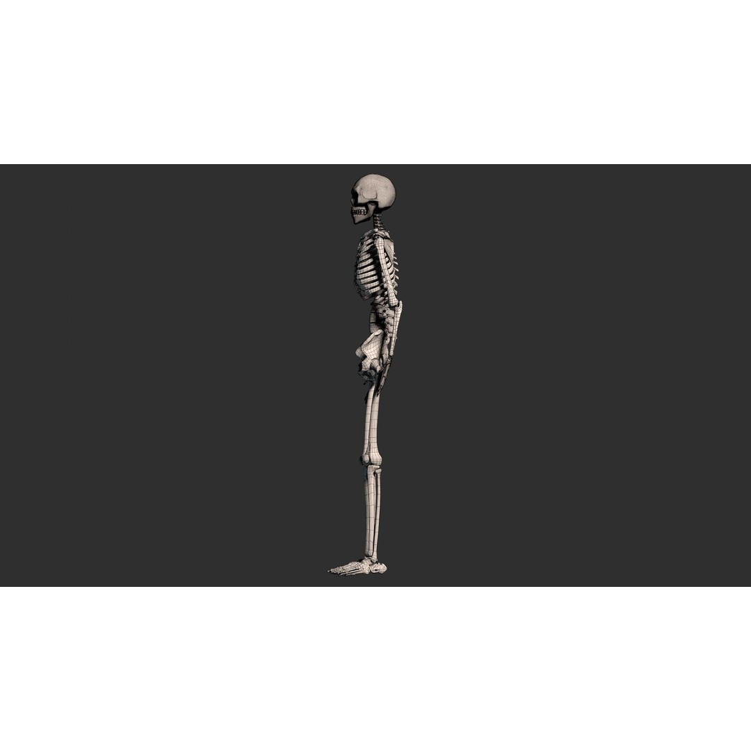 Human Male Skeleton 3D Model – Low Poly Anatomical Asset, FBX/OBJ - View 25