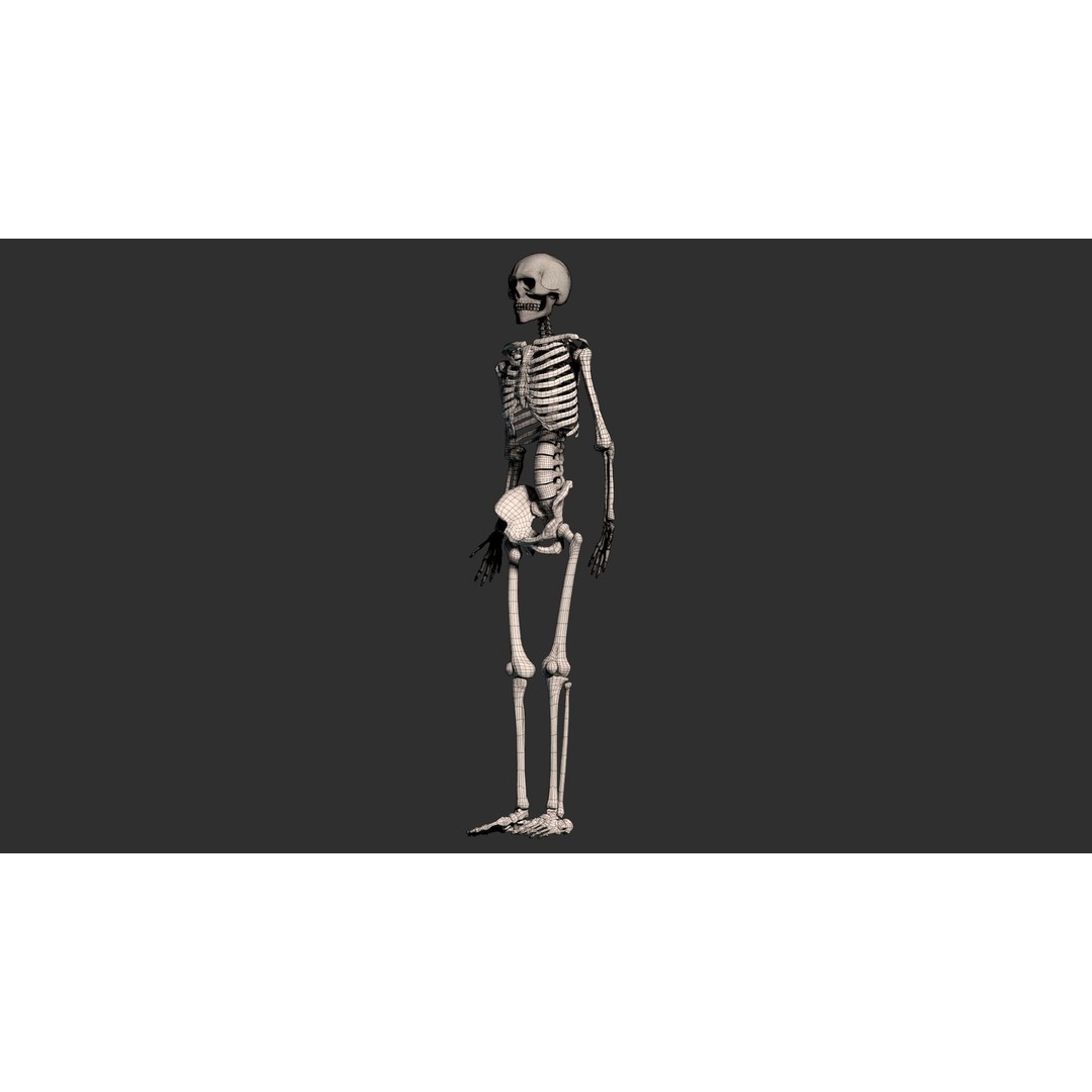 Human Male Skeleton 3D Model – Low Poly Anatomical Asset, FBX/OBJ - View 27