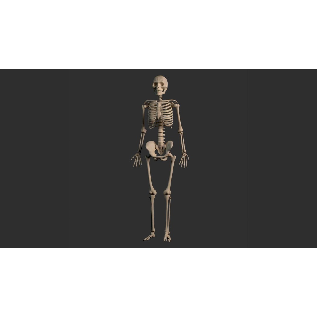 Human Male Skeleton 3D Model – Low Poly Anatomical Asset, FBX/OBJ - View 28