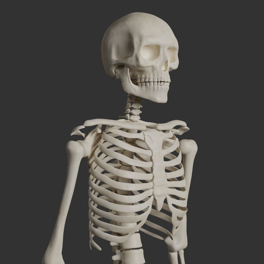 Human Male Skeleton 3D Model – Low Poly Anatomical Asset, FBX/OBJ - View 3
