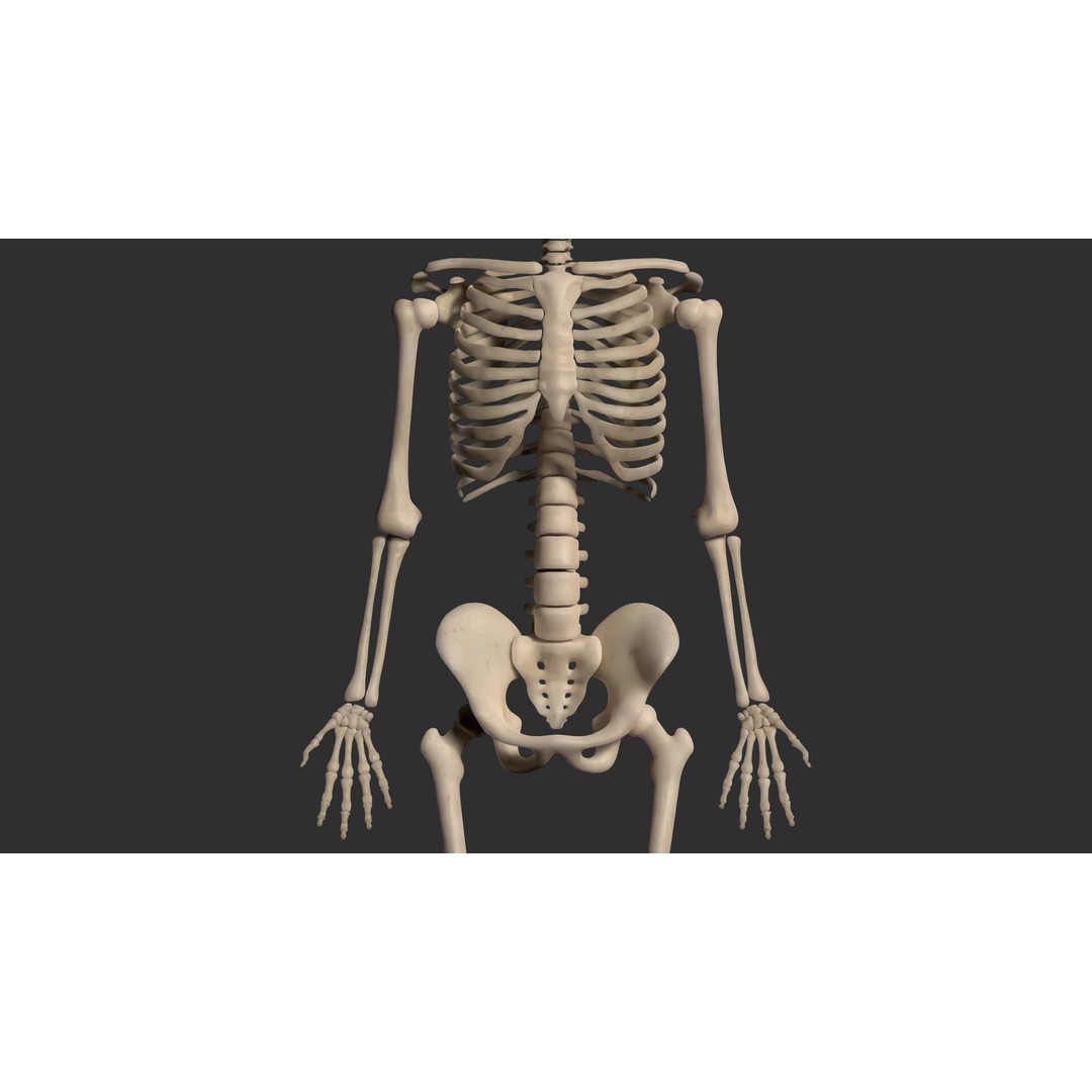 Human Male Skeleton 3D Model – Low Poly Anatomical Asset, FBX/OBJ - View 4