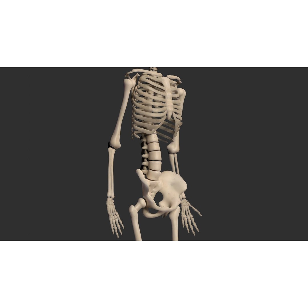 Human Male Skeleton 3D Model – Low Poly Anatomical Asset, FBX/OBJ - View 5