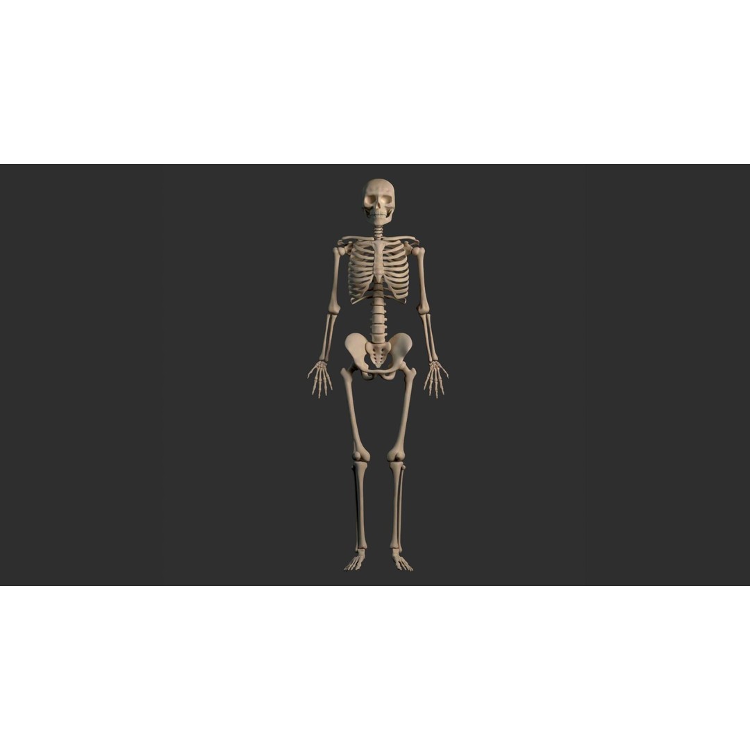 Human Male Skeleton 3D Model – Low Poly Anatomical Asset, FBX/OBJ - View 6