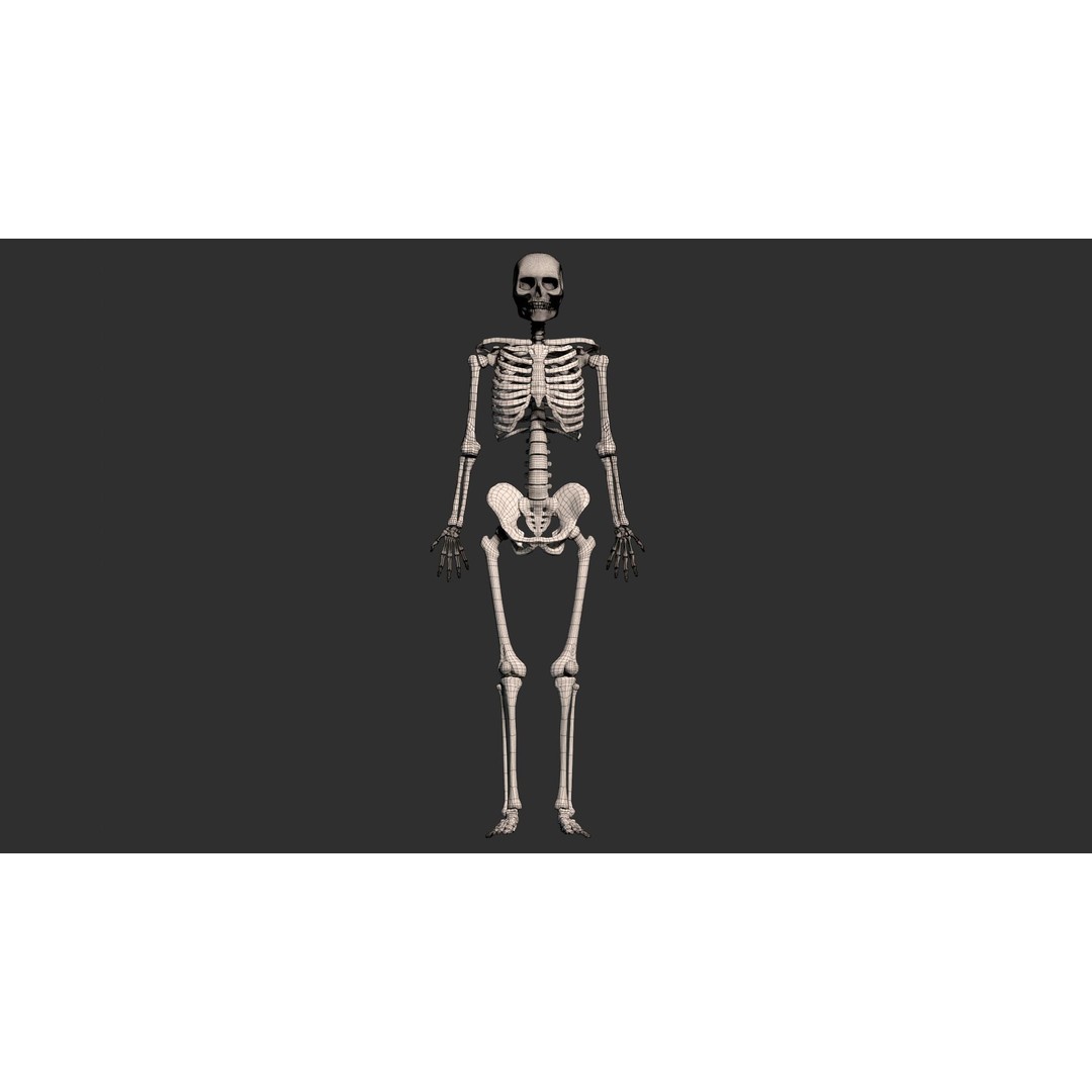 Human Male Skeleton 3D Model – Low Poly Anatomical Asset, FBX/OBJ - View 7