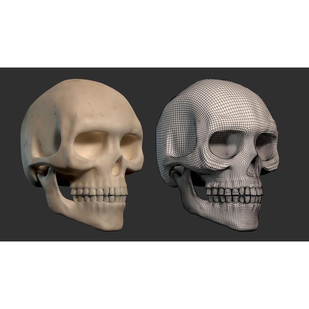Human Male Skeleton 3D Model – Low Poly Anatomical Asset, FBX/OBJ - View 8
