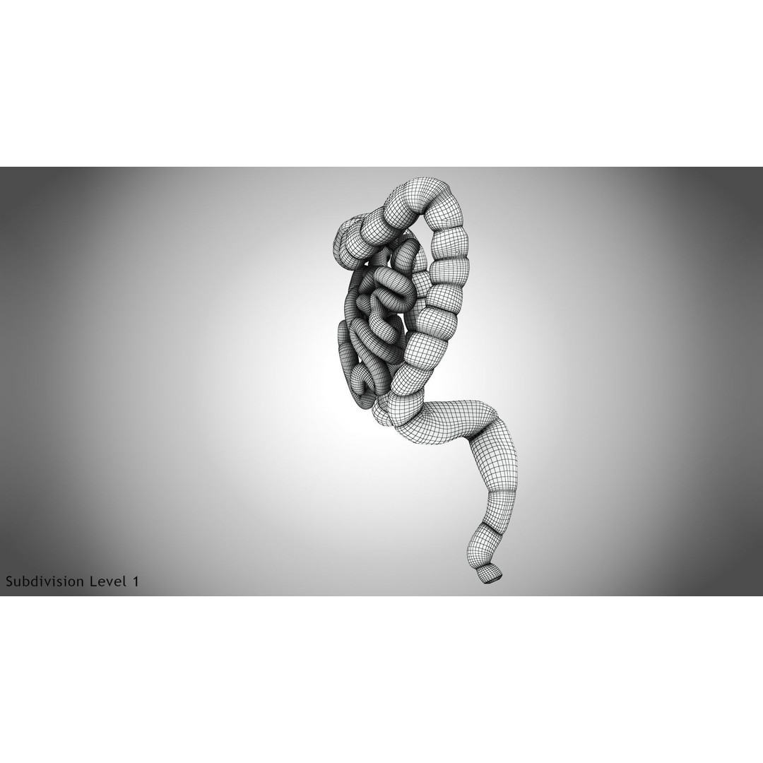 Large and Small Intestines 3D Model – High-Quality PBR Medical Asset, FBX
