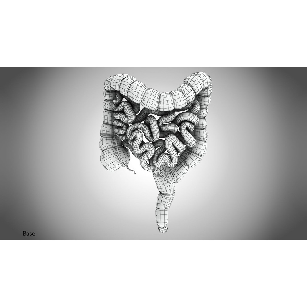 Large and Small Intestines 3D Model – High-Quality PBR Medical Asset, FBX - View 10