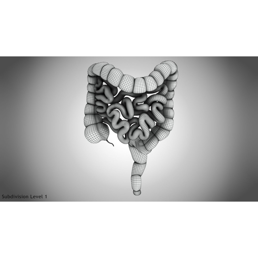 Large and Small Intestines 3D Model – High-Quality PBR Medical Asset, FBX - View 11