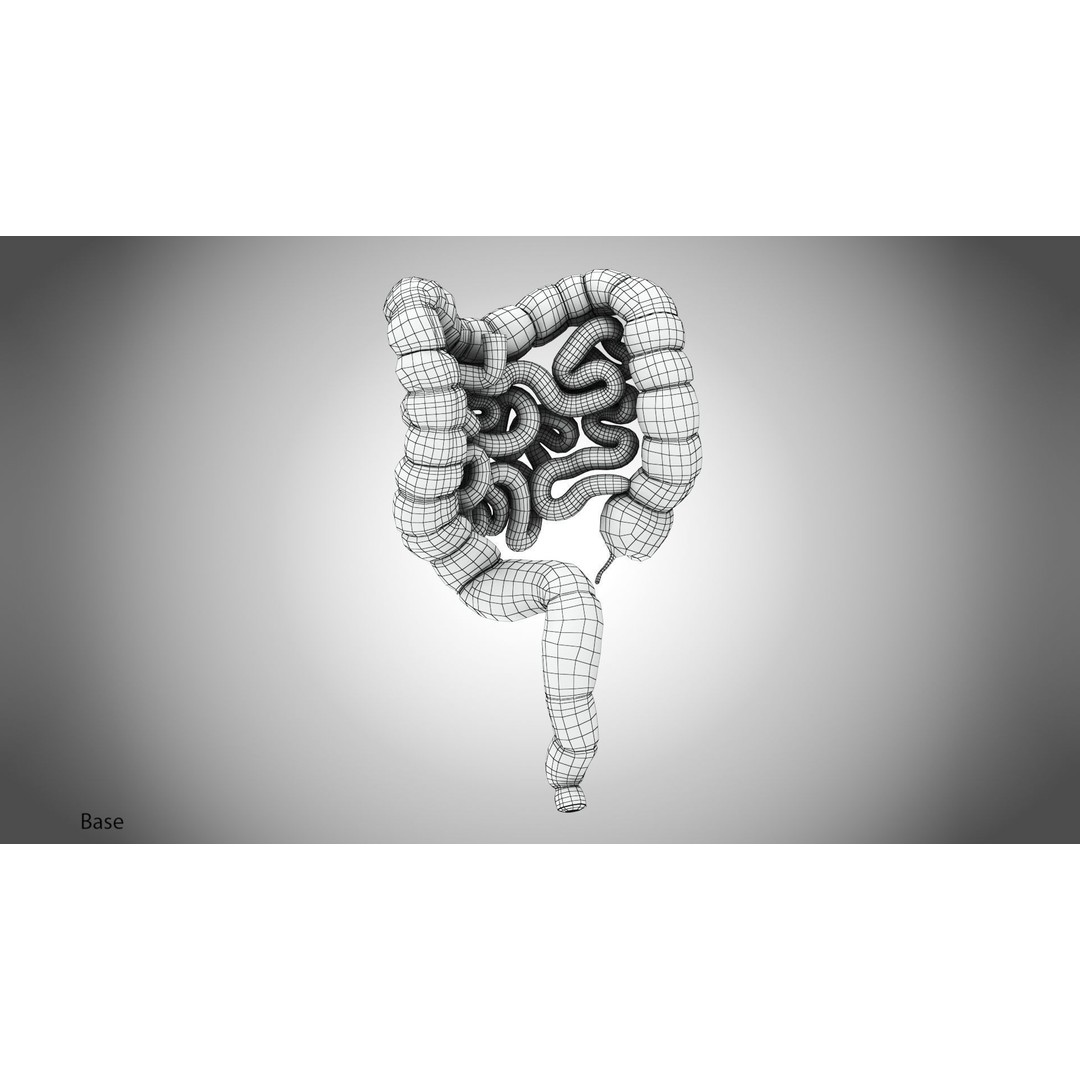 Large and Small Intestines 3D Model – High-Quality PBR Medical Asset, FBX - View 12