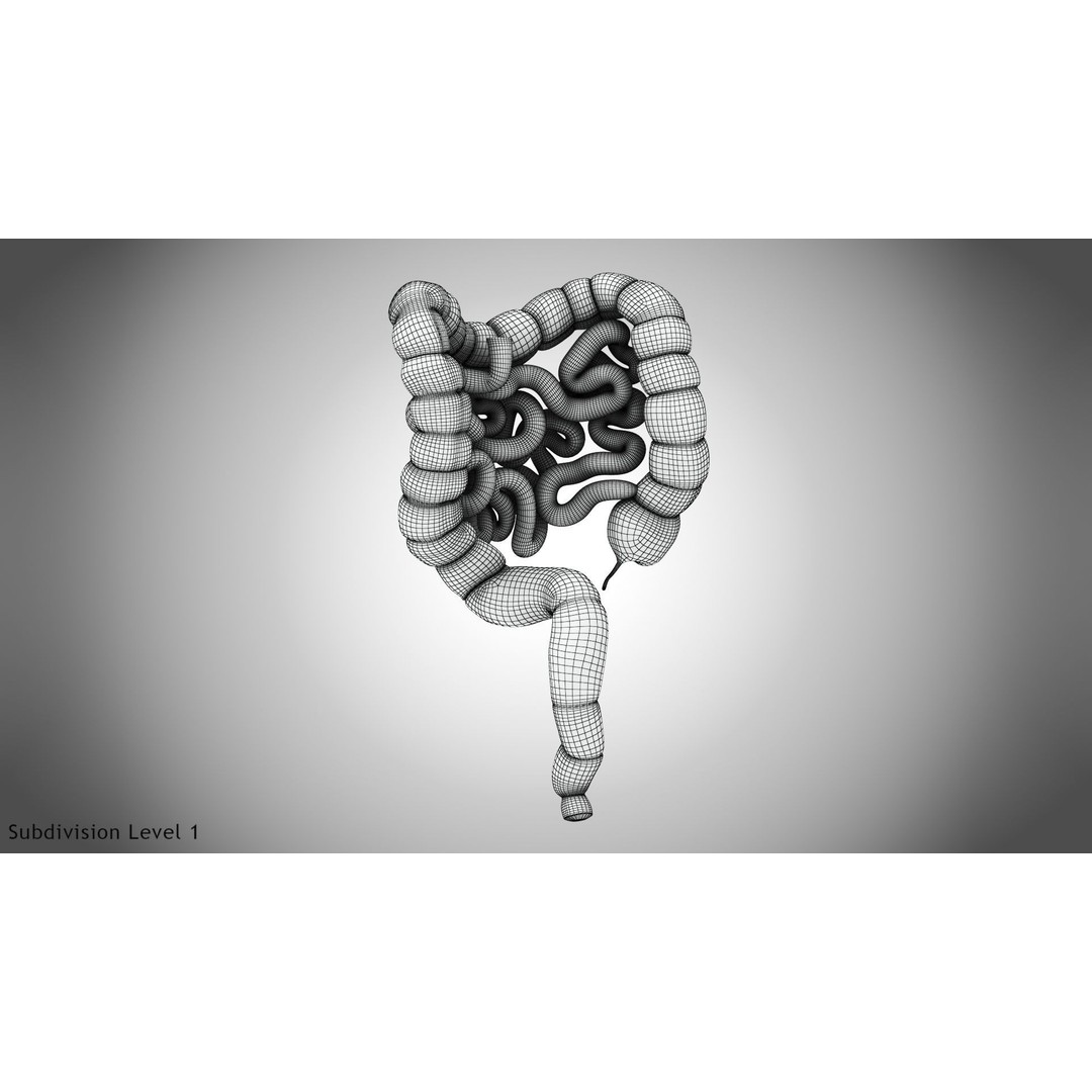 Large and Small Intestines 3D Model – High-Quality PBR Medical Asset, FBX - View 13