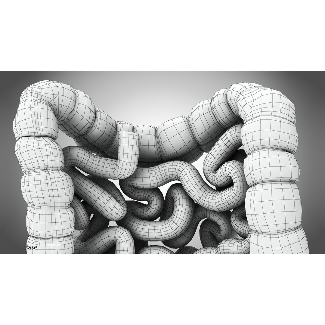Large and Small Intestines 3D Model – High-Quality PBR Medical Asset, FBX - View 14