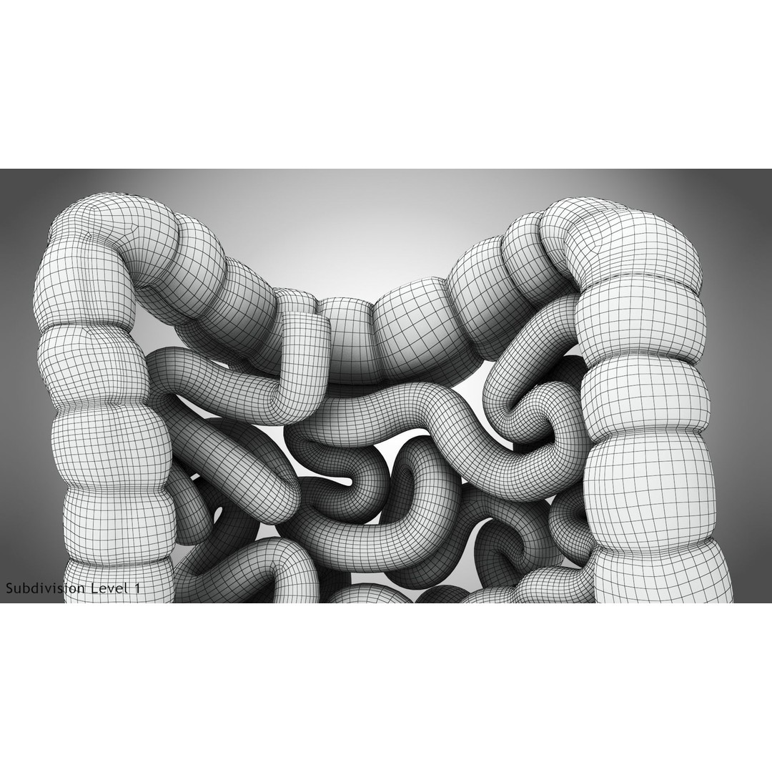 Large and Small Intestines 3D Model – High-Quality PBR Medical Asset, FBX - View 15