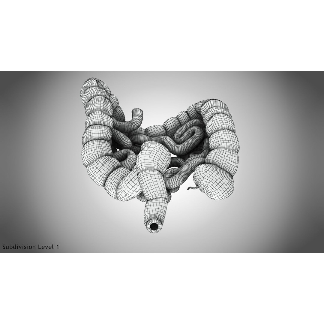 Large and Small Intestines 3D Model – High-Quality PBR Medical Asset, FBX - View 17