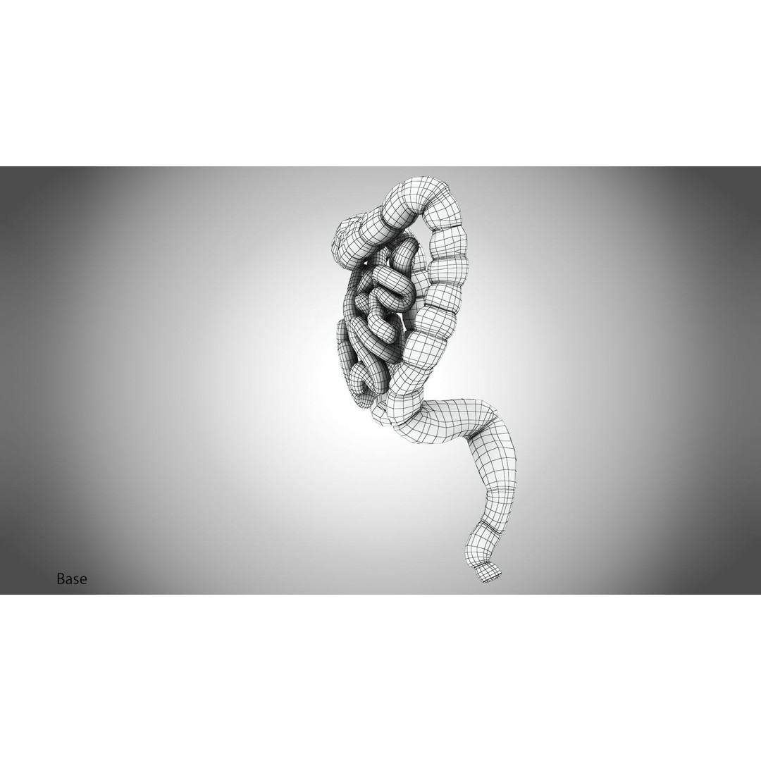 Large and Small Intestines 3D Model – High-Quality PBR Medical Asset, FBX - View 18
