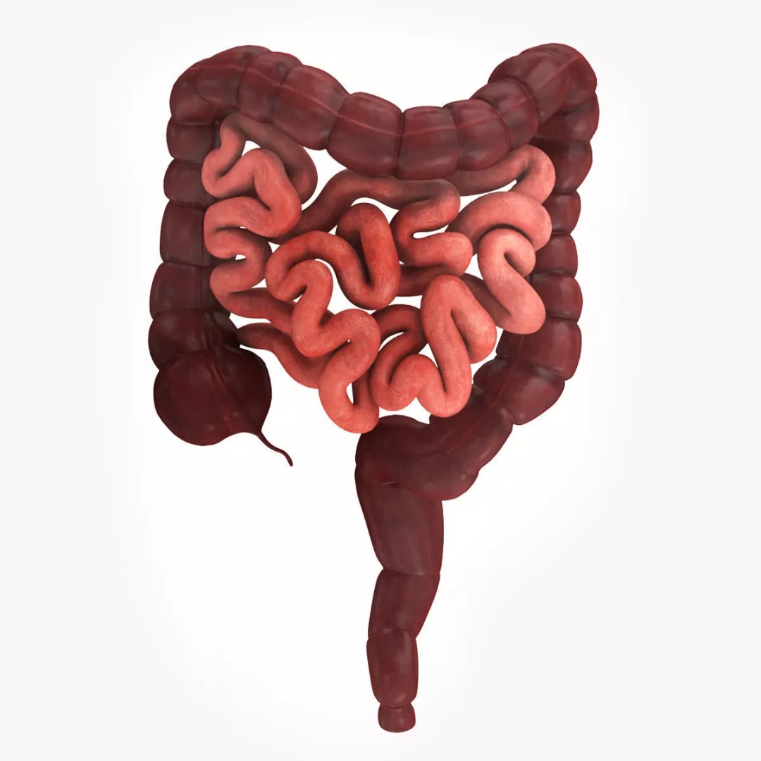 Large and Small Intestines 3D Model – High-Quality PBR Medical Asset, FBX - View 2