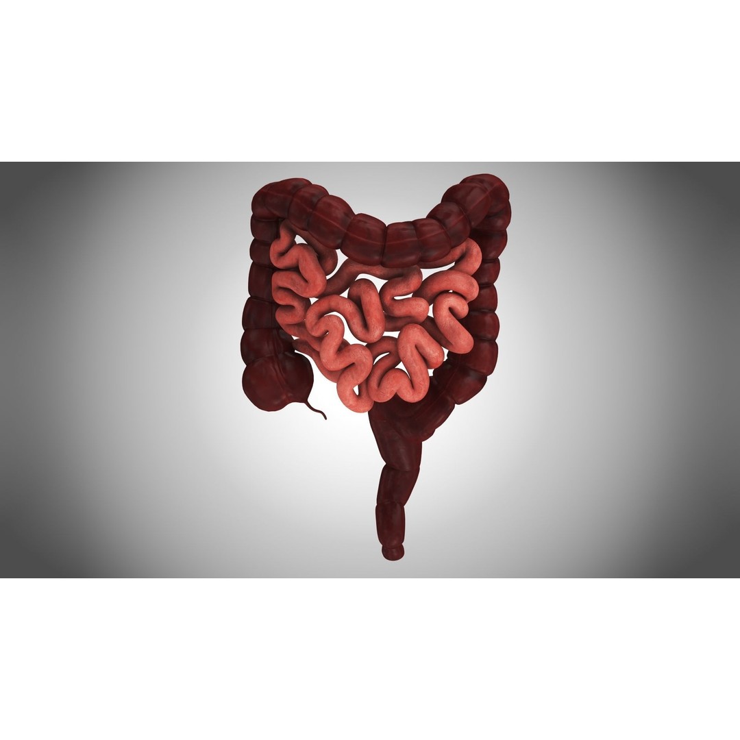 Large and Small Intestines 3D Model – High-Quality PBR Medical Asset, FBX - View 3