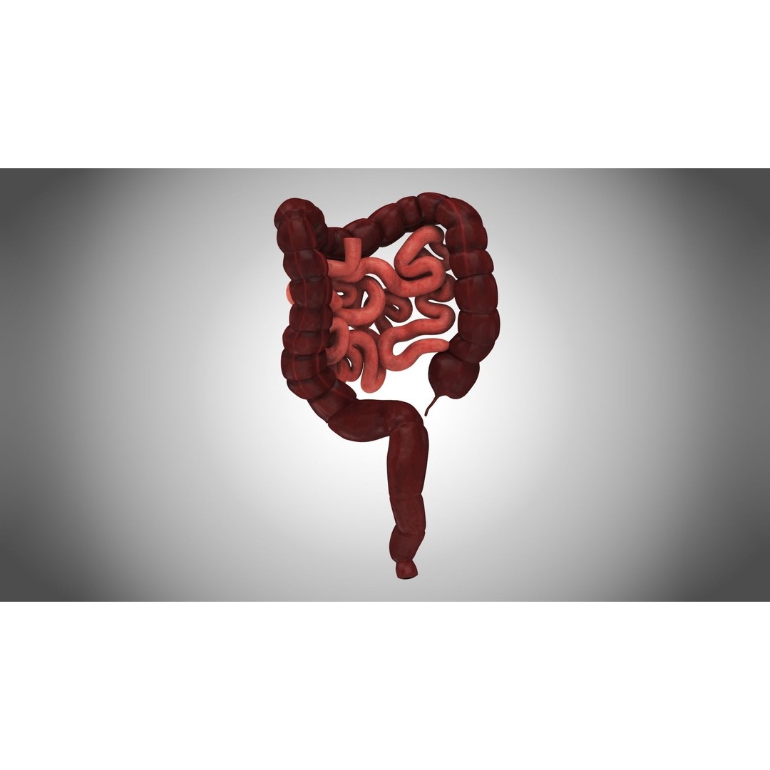 Large and Small Intestines 3D Model – High-Quality PBR Medical Asset, FBX - View 4