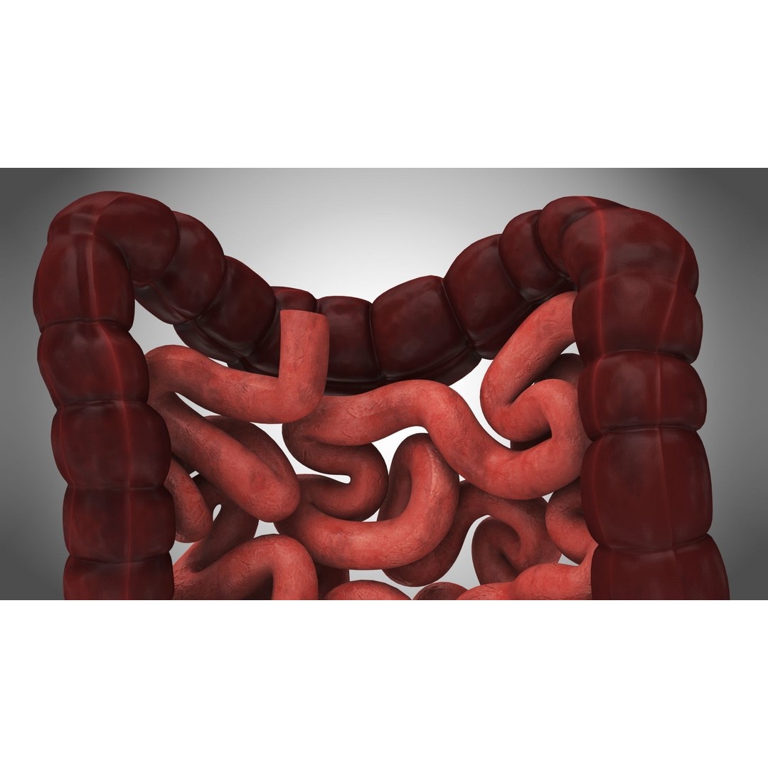 Large and Small Intestines 3D Model – High-Quality PBR Medical Asset, FBX - View 5