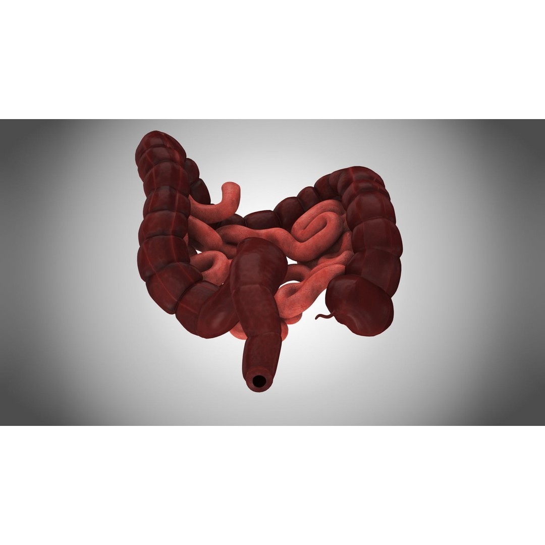 Large and Small Intestines 3D Model – High-Quality PBR Medical Asset, FBX - View 6