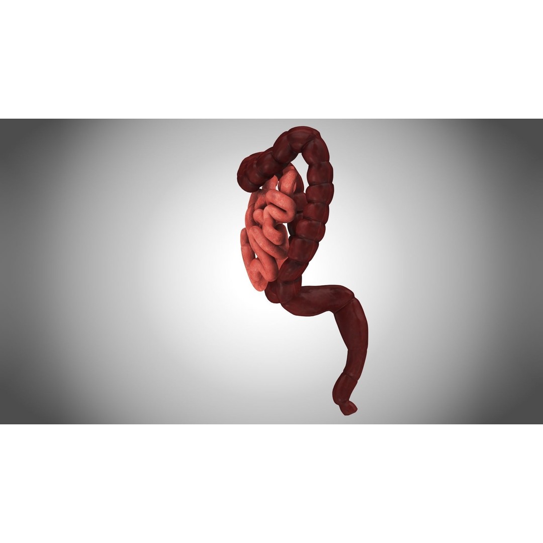 Large and Small Intestines 3D Model – High-Quality PBR Medical Asset, FBX - View 7