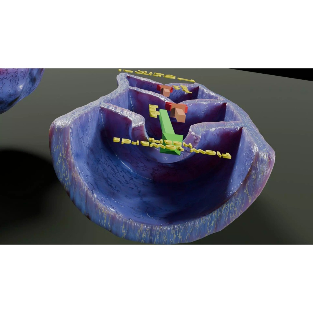 Varicose Vein Valve 3D Model – Low Poly Medical Asset, PBR Textures - View 8