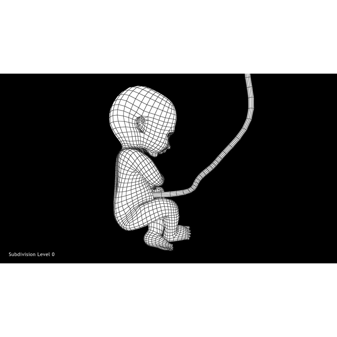 24 Weeks Human Fetus 3D Model – Low Poly Medical Asset, FBX, OBJ - View 10