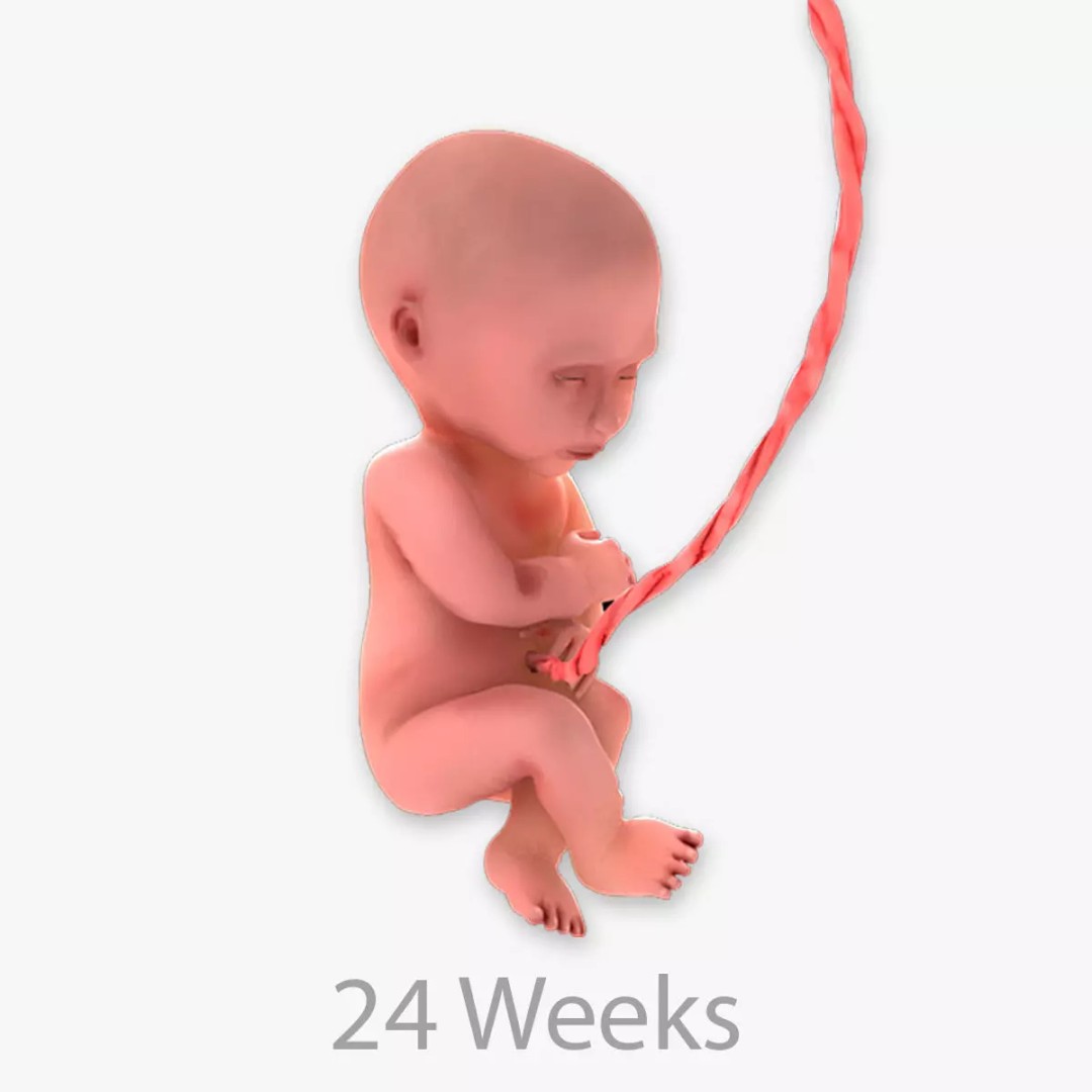 24 Weeks Human Fetus 3D Model – Low Poly Medical Asset, FBX, OBJ - View 2