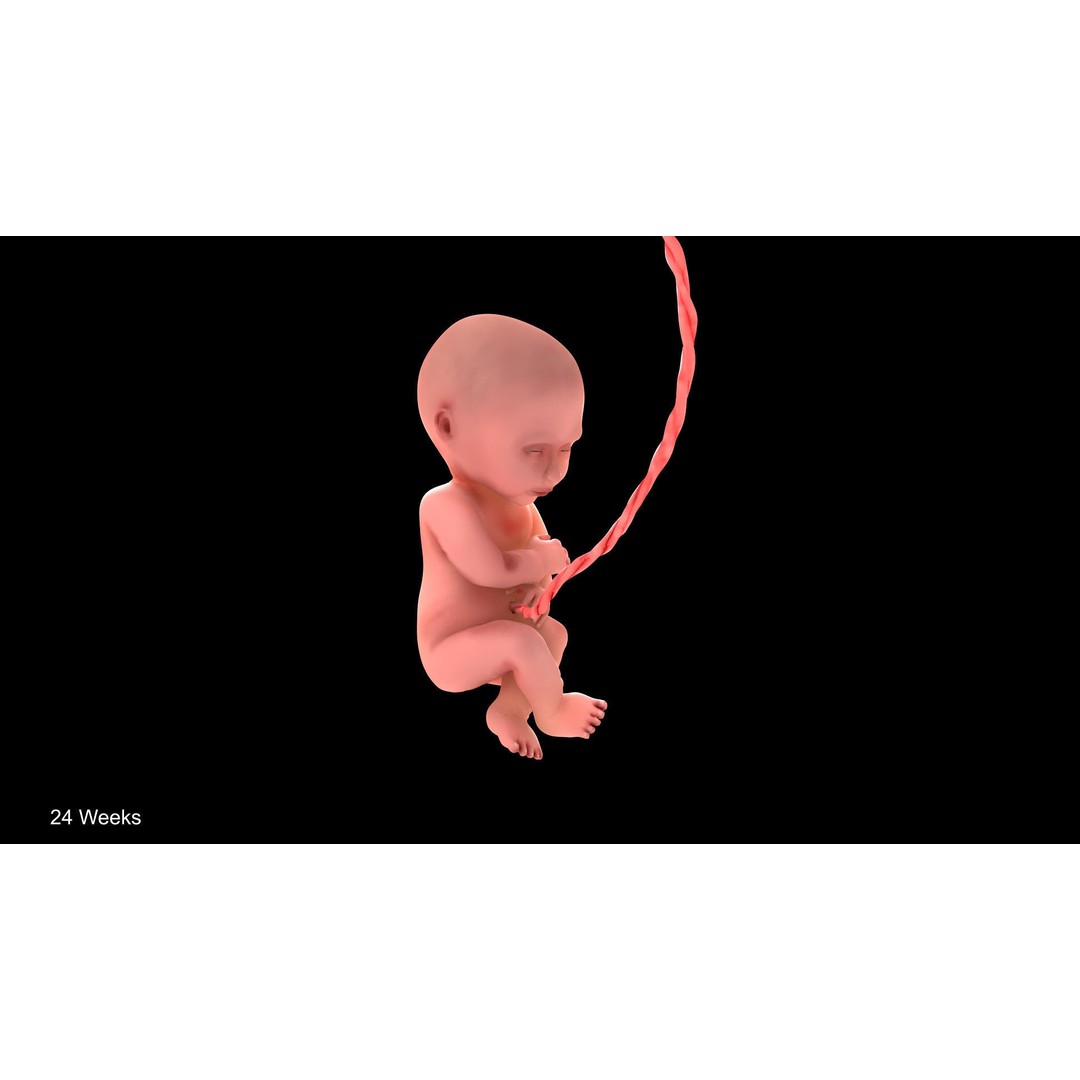 24 Weeks Human Fetus 3D Model – Low Poly Medical Asset, FBX, OBJ - View 3
