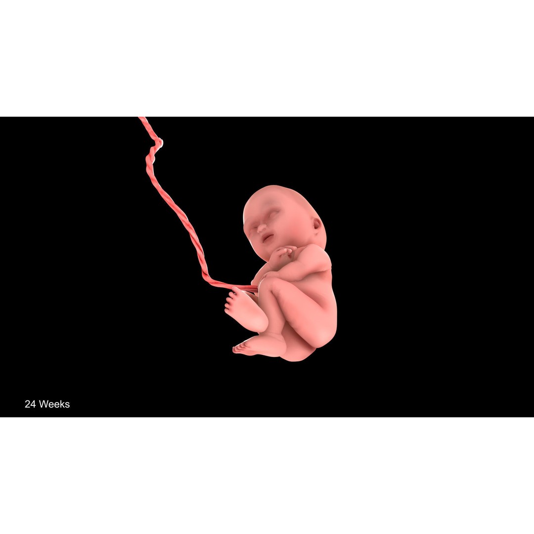 24 Weeks Human Fetus 3D Model – Low Poly Medical Asset, FBX, OBJ - View 4