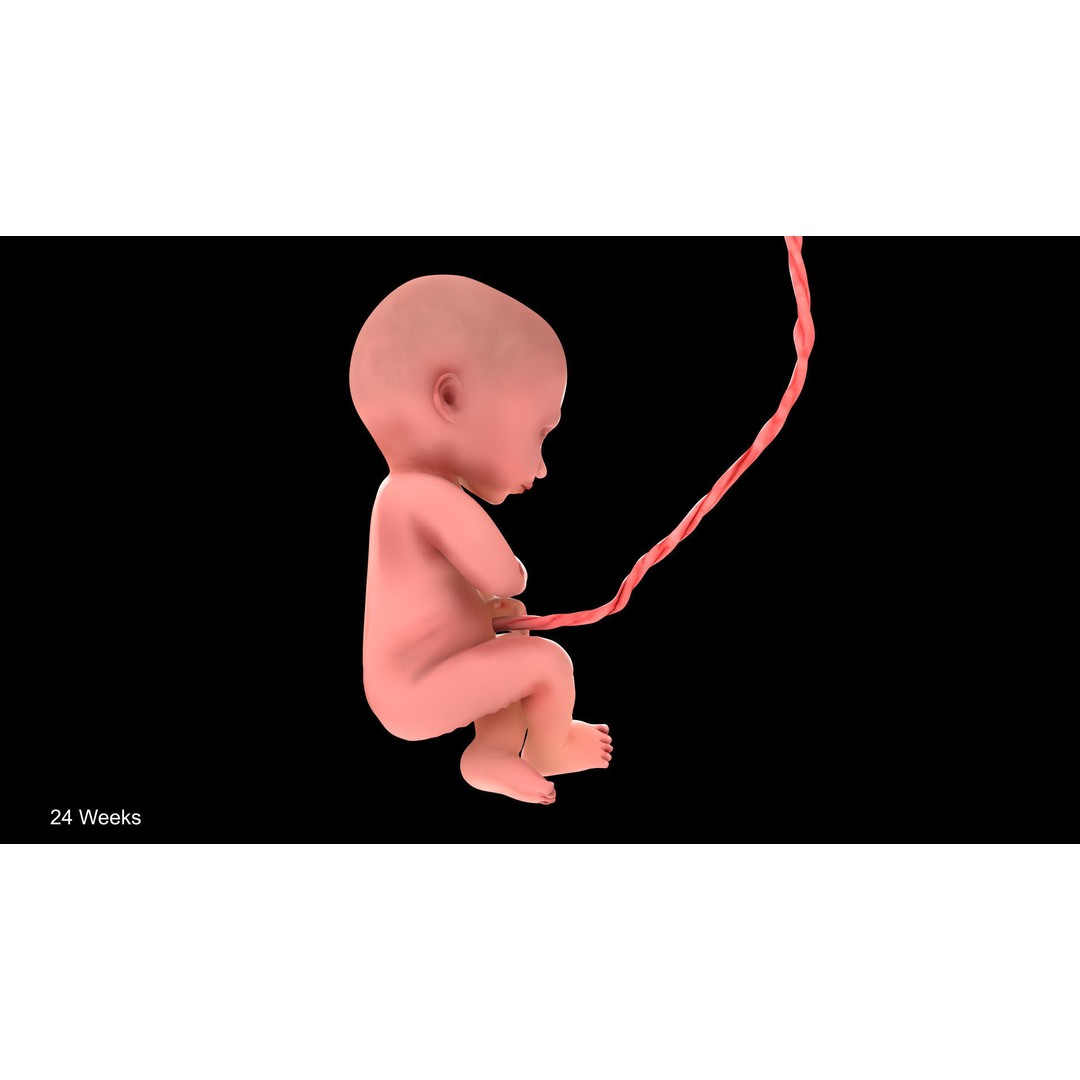 24 Weeks Human Fetus 3D Model – Low Poly Medical Asset, FBX, OBJ - View 5