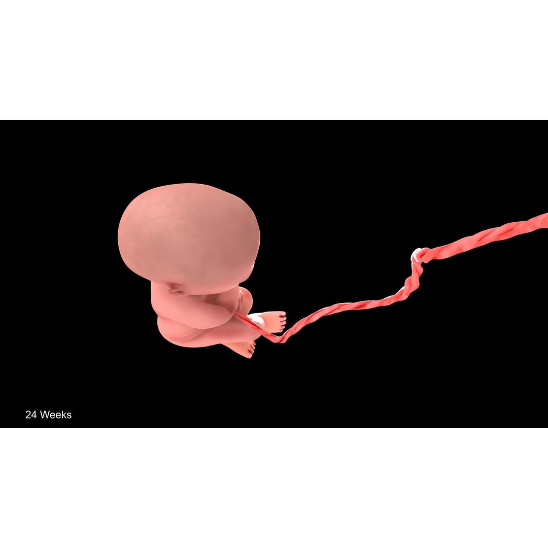 24 Weeks Human Fetus 3D Model – Low Poly Medical Asset, FBX, OBJ - View 6