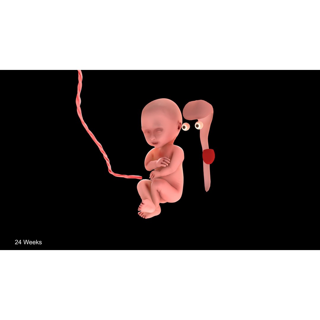 24 Weeks Human Fetus 3D Model – Low Poly Medical Asset, FBX, OBJ - View 8