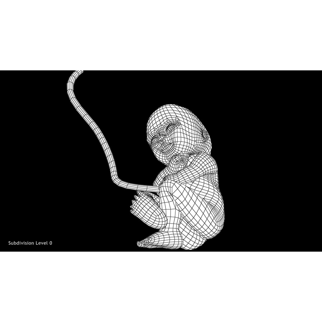 24 Weeks Human Fetus 3D Model – Low Poly Medical Asset, FBX, OBJ - View 9